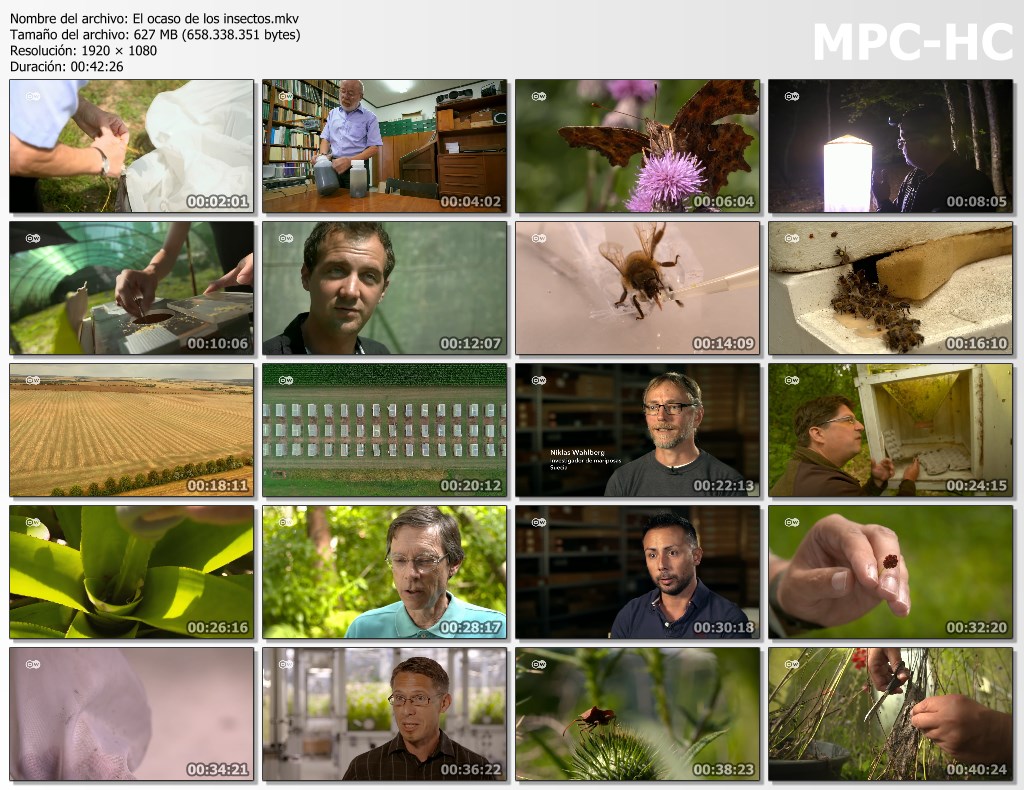 El ocaso de los insectos (2019) webdl 1080p latino