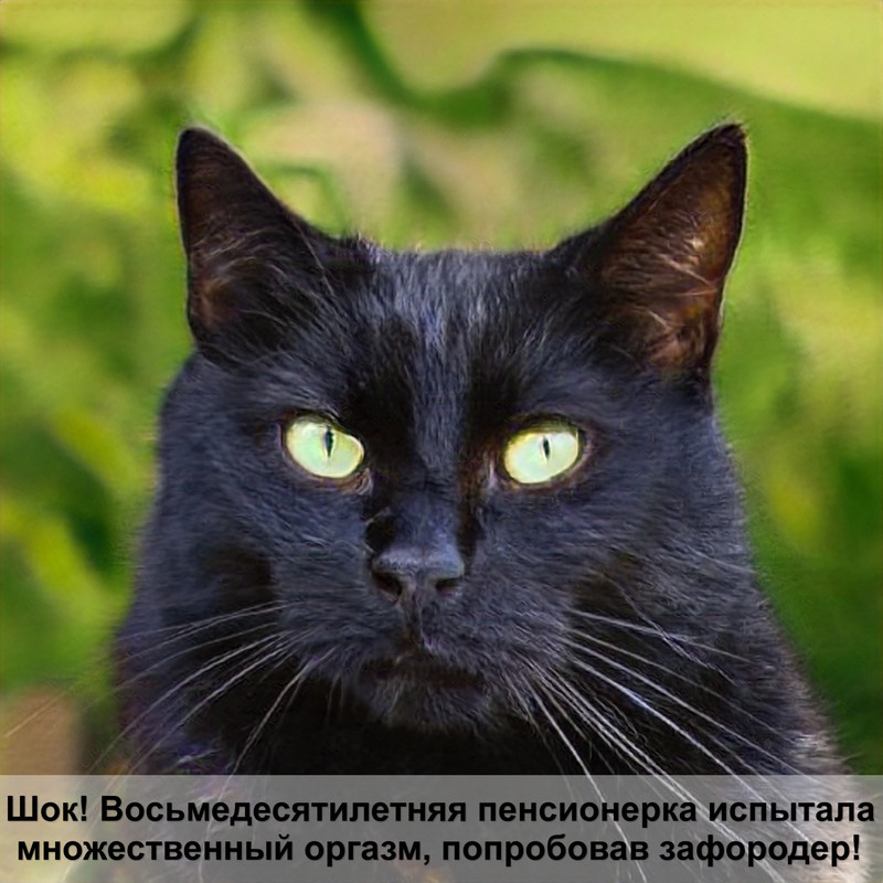 лечебный корм для кошек