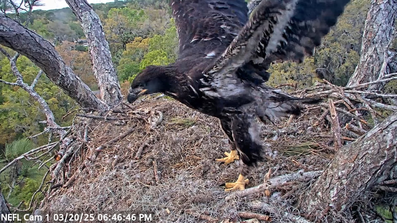NEFL Cam 1 — tiešraidē Bald Eagle Cam 4-47-4 screenshot