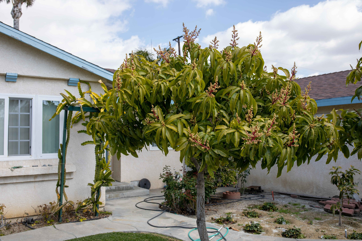 8U1A7834  Sweet Tart Mango Tree Top Half with Blooms (3-13-2021)