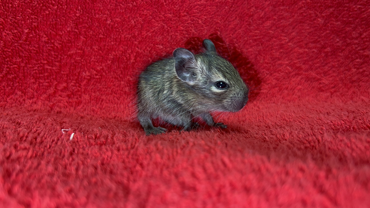 4F3888D4-1085-416C-870D-7C68FFCCC30F