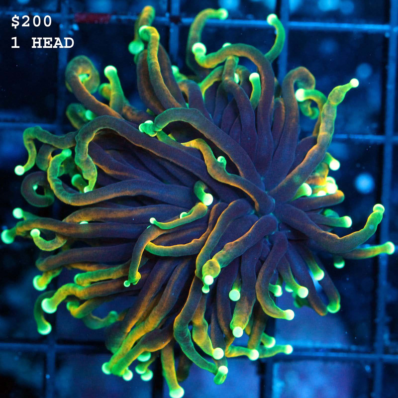 IMG_7279_1024x1024@2x