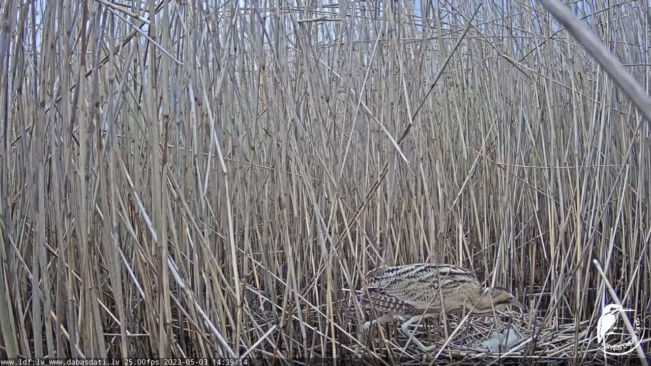 Lielais dumpis (Botaurus stellaris) Engurē - LDF tiešraide 12-51-19 screenshot