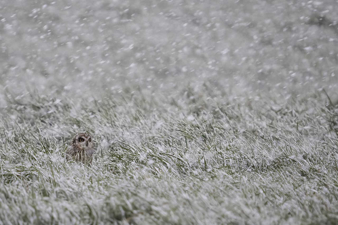 De velduil in een enorme sneeuwbui in de Eempolder (OM-1)