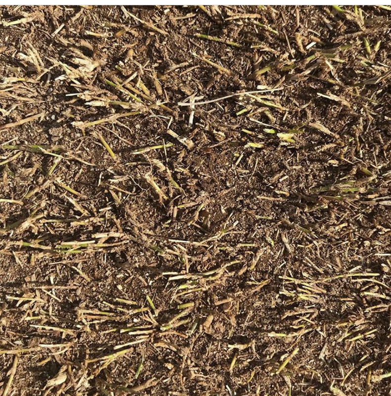 Should I scalp my bermuda? (Pics) Lawn Care Forum