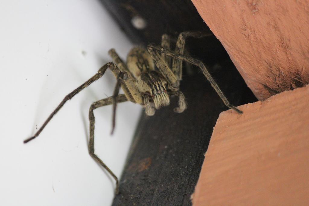 DE TORTUGAS Y PEREZOSOS. COSTA RICA 2019 - Blogs de Costa Rica - DÍA 5: PARQUE NACIONAL CAHUITA (19)