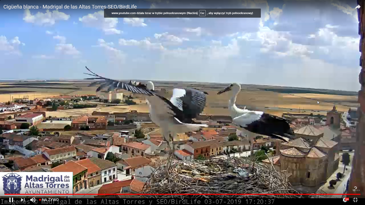 2019-07-03 17_21_00-Greenshot