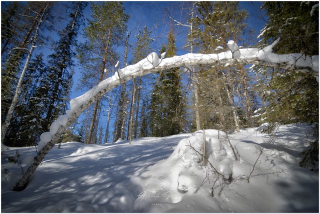 Reportaje por Laponia – Marzo 2023 - Blogs de Finlandia - Parte I (42)