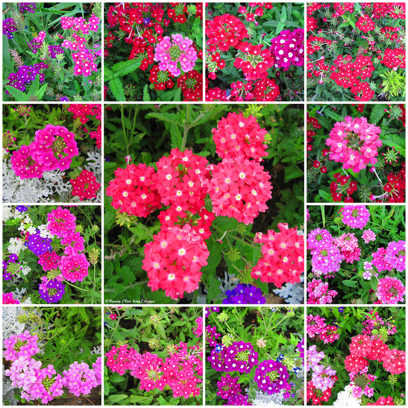 городские цветы9 2 — Postimages
