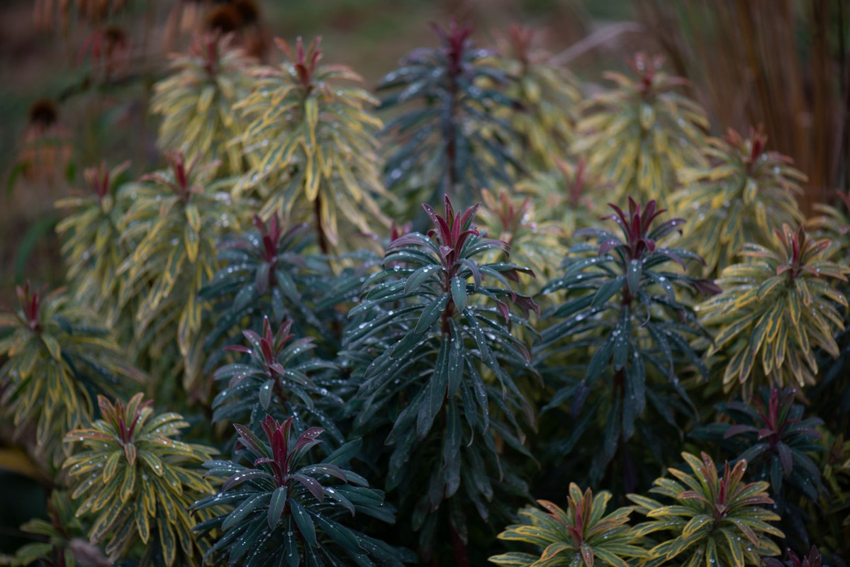 IMG-3faa0025d68c0f46b8293130df34880a-V