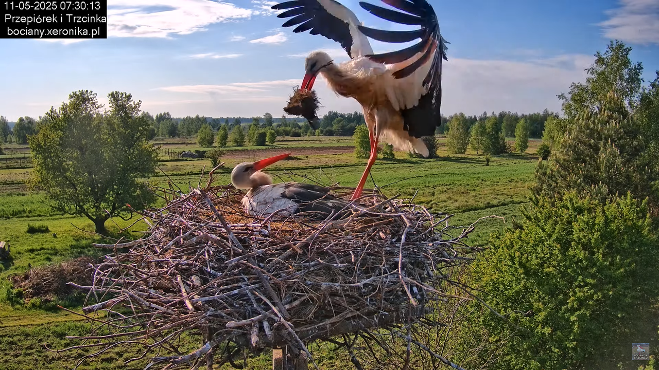 11052025bociany13
