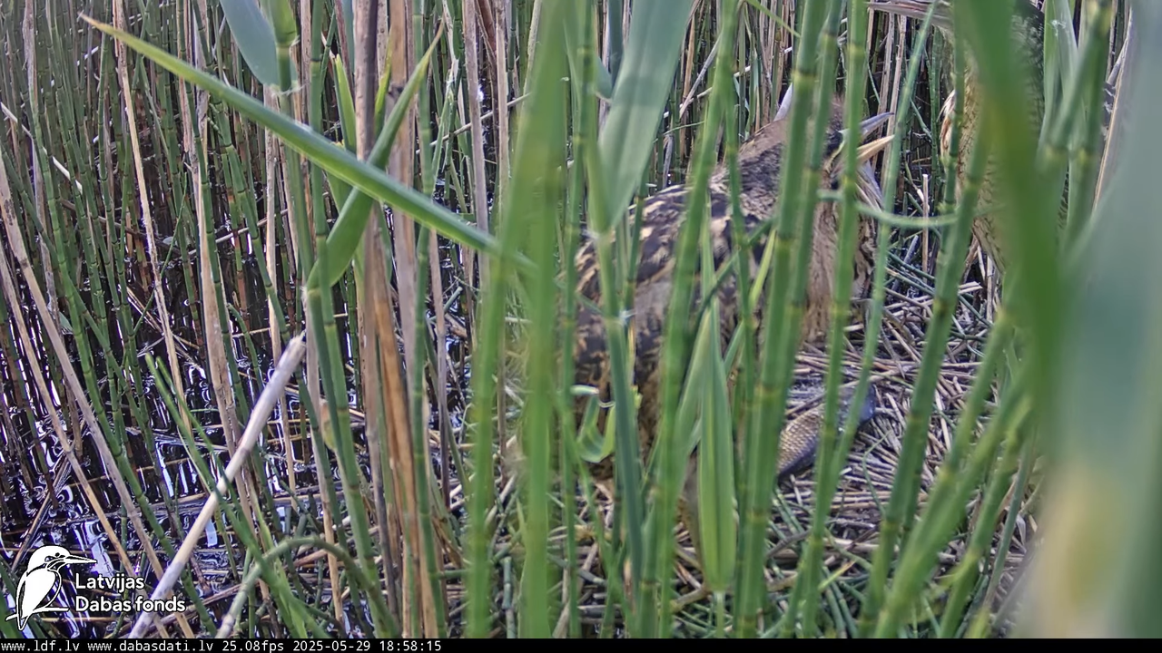 LDF Lielais dumpis (Botaurus stellaris) Zemītes pagastā 18-44-41 screenshot