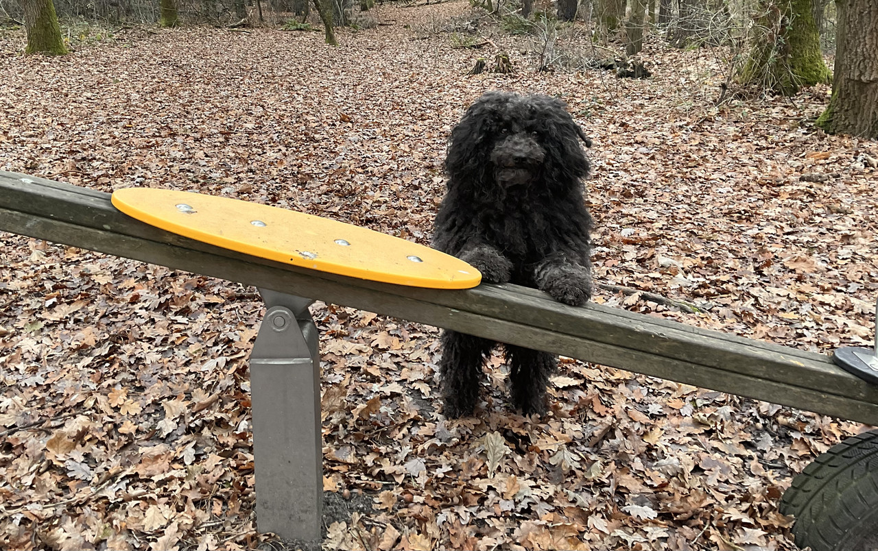 Naar het midden köt, en kop er op - Een Hondenleven