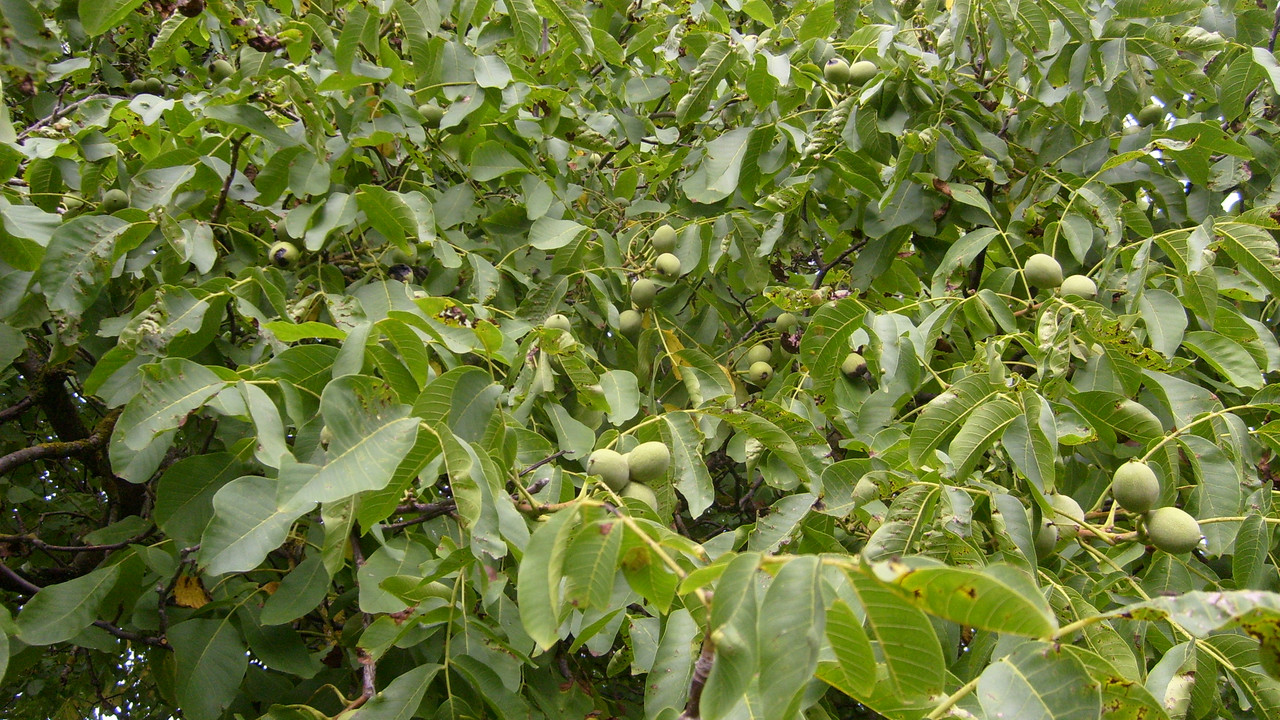 S6302281 — Postimages