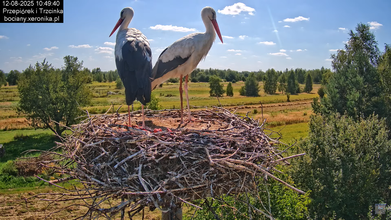 12082025bociany13