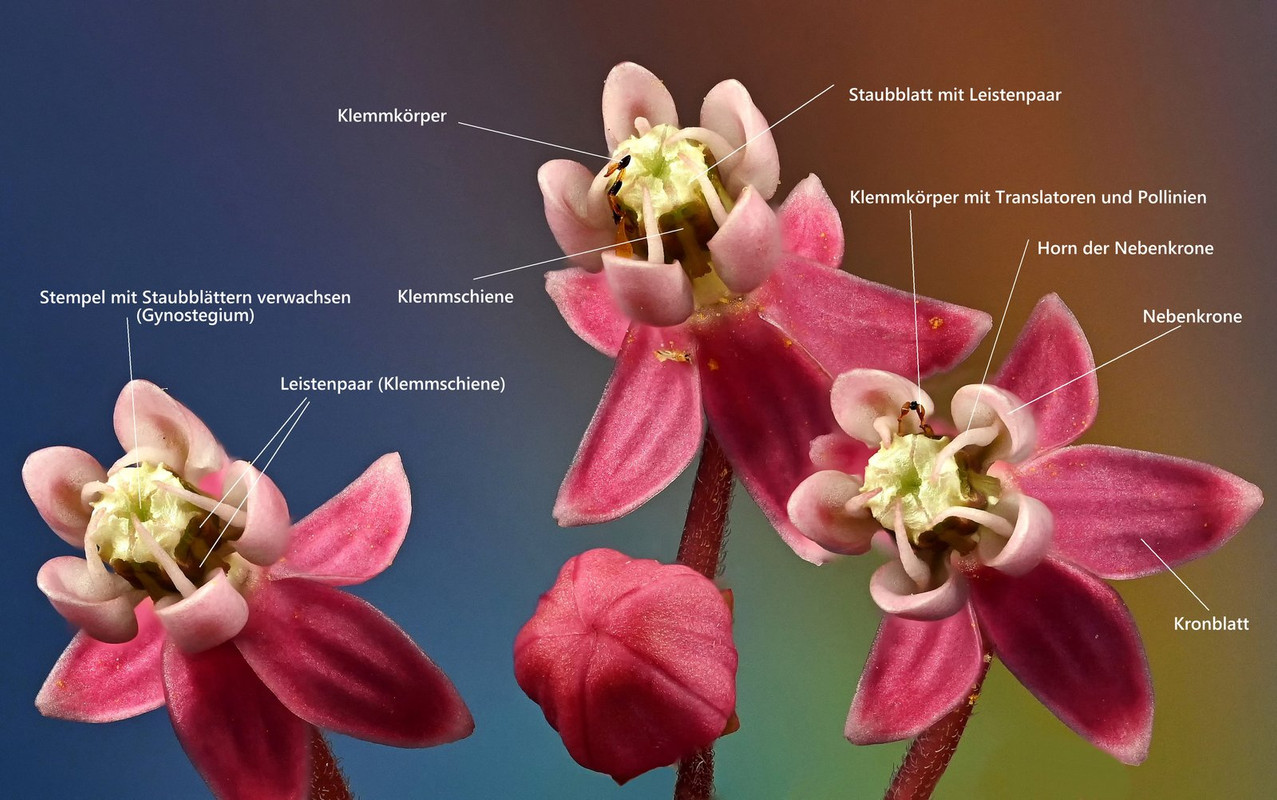 081 Seidenpflanze Sumpf Asclepias incarnata Einzelblüten Klemmfalle (Die Blüte S. 260) Garten. 260) 