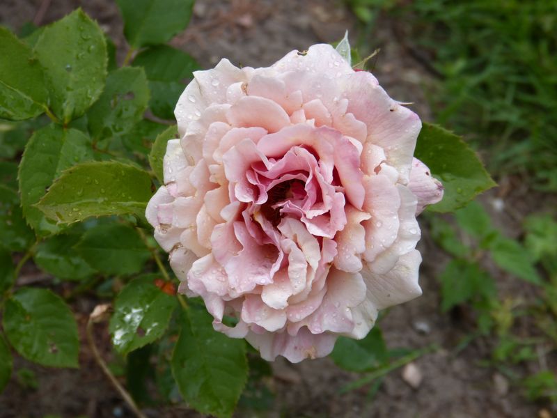 2014-06-19 Rose 'Tom Brown' 3