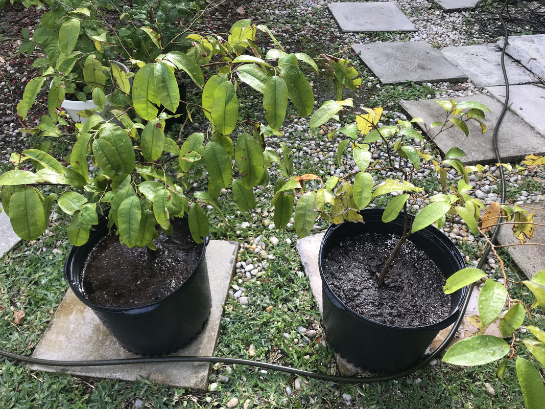 CaimitoyBlackSapote32018