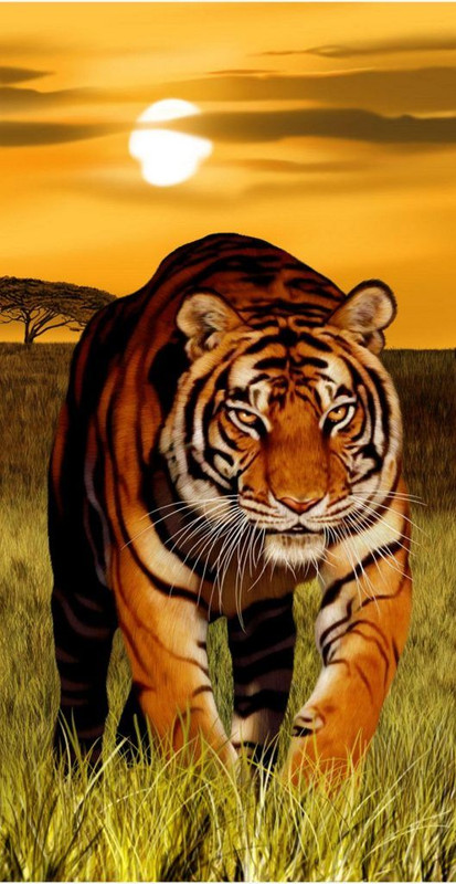 orangetiger.jpg