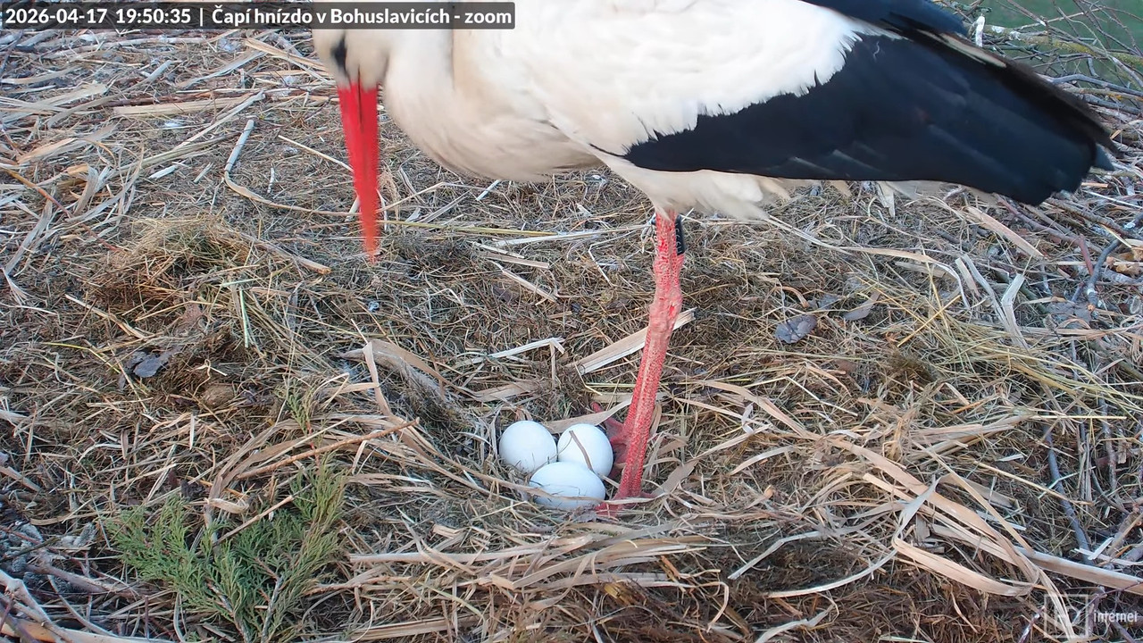 Živě z čapího komína v Bohuslavicích u Trutnova ve 4K (zoomovací) 11 57 35 screenshot