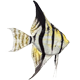 Pterophyllumscalare.png