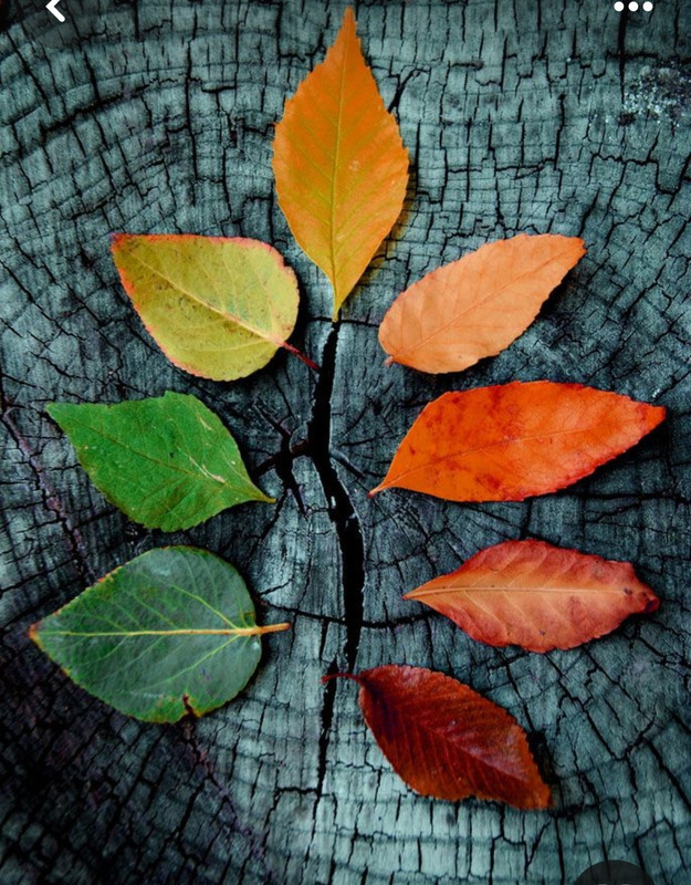 Screenshot_20231117_212212_Pinterest