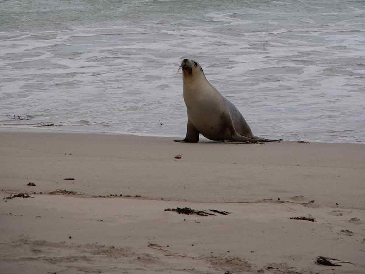 Ashore at last