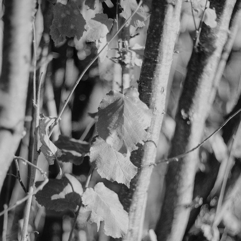 L1000004 - Copia (1024x1024)