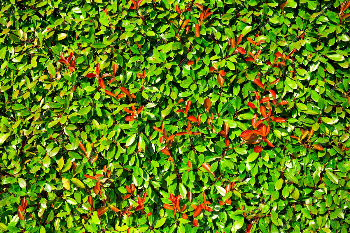 feuilles-vertes-epaisses-buisson-dans-texture-feuilles-du-parc_275899-1464