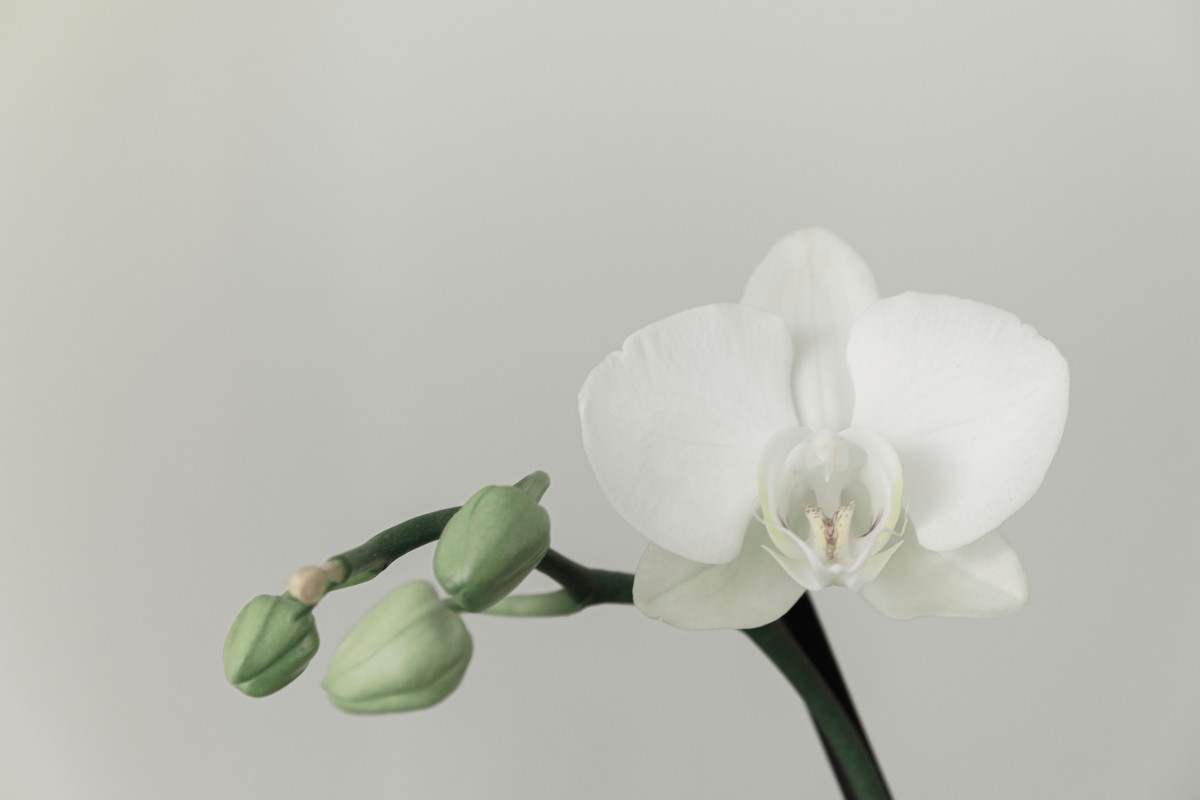 Orchid