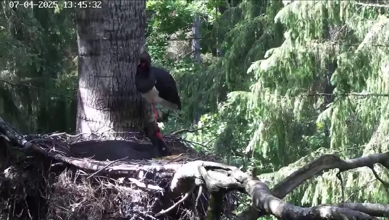 Ekrānuzņēmums 2025-07-04 220925