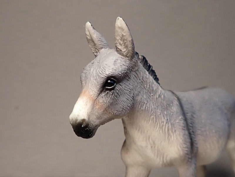 Lovely donkeys from Mojo 2020 :D P6290038