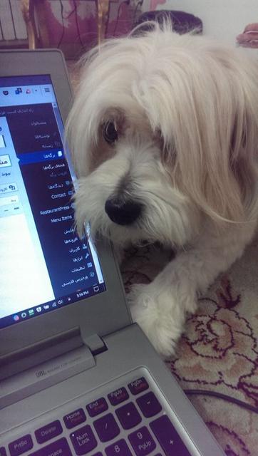 volghan hosseini (109)