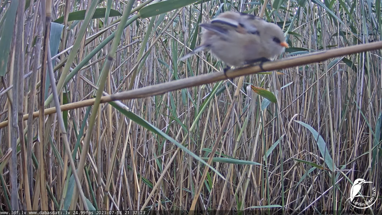 Lielais dumpis (Botaurus stellaris) Engurē - LDF tiešraide 11-37-57 screenshot