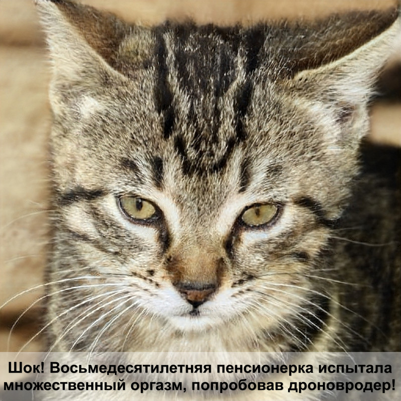 какая самая прикольная кошка