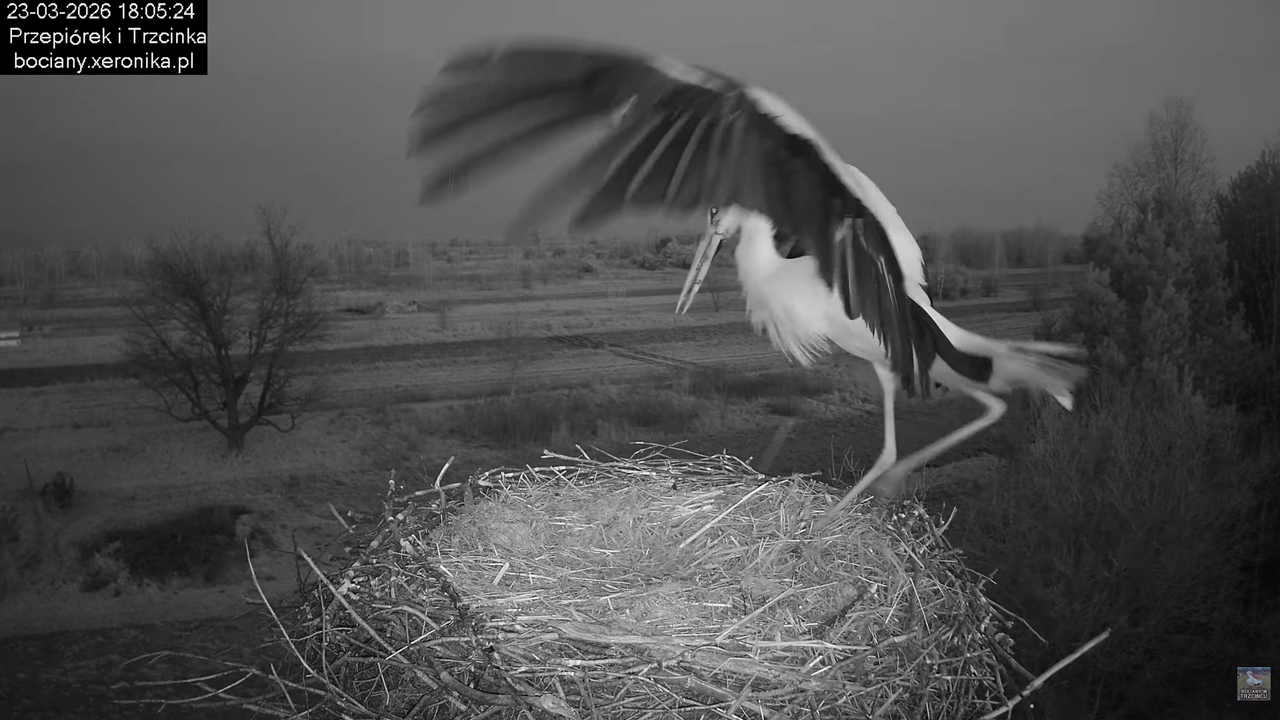23032026bociany 13