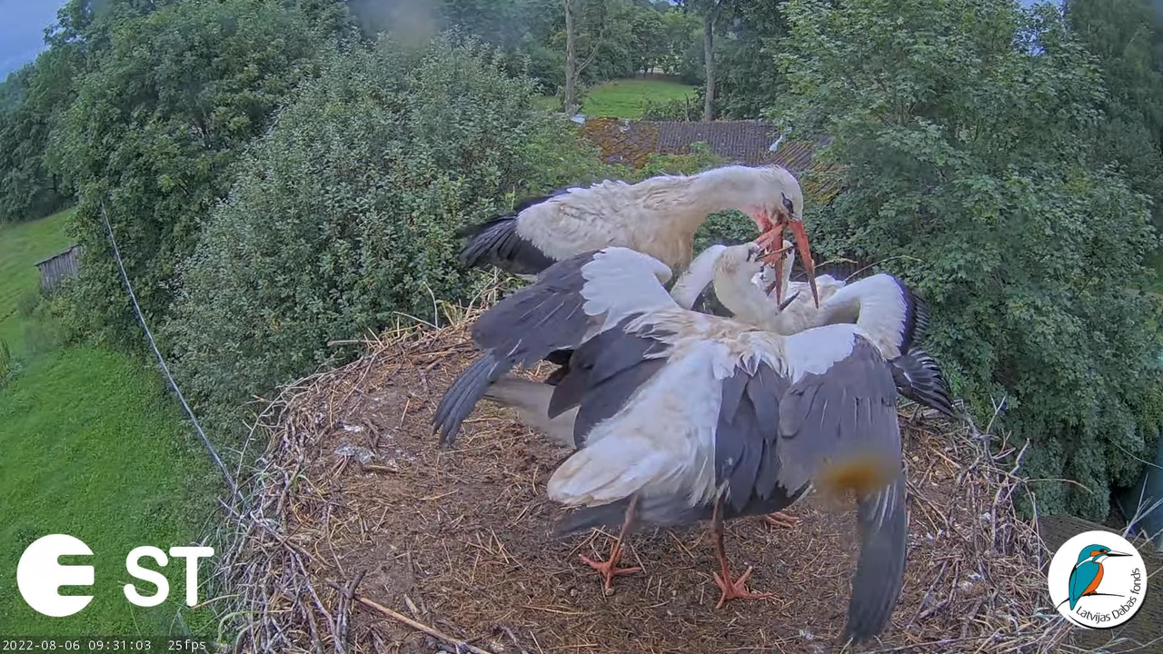 Baltie stārķi (Ciconia ciconia) Tukuma novadā - LDF tiešraide __ White storks in Tukums, Latvia 11-2