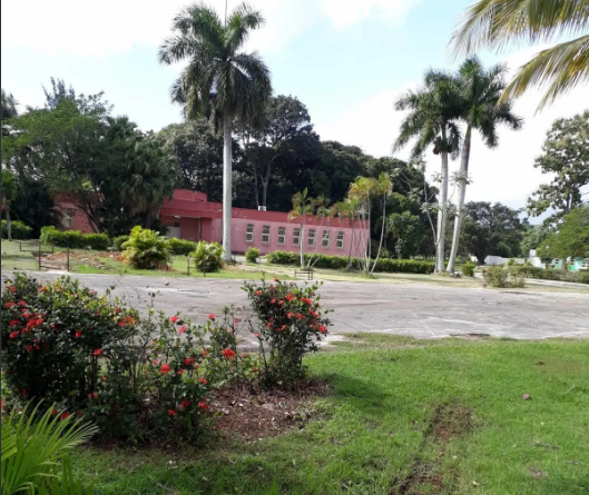 2018 Пальма Снимок