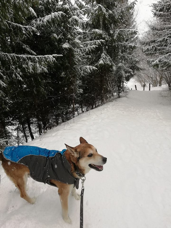 vartotojo kelta nuotrauka