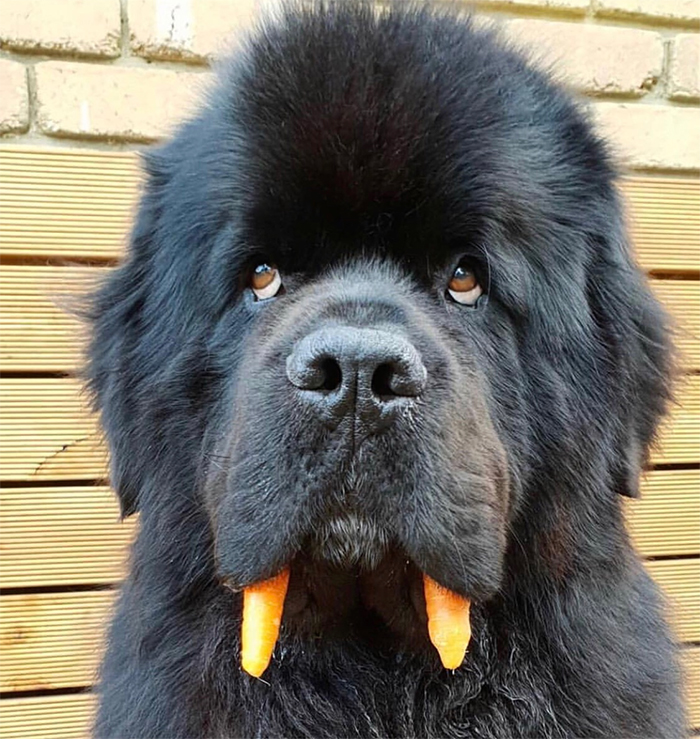 newfie-carrots.png