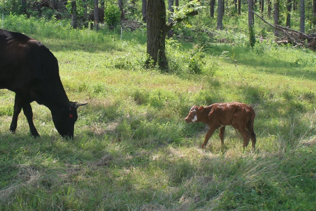 Holstein momma 2 (2)