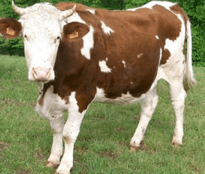 Capture d’écran 2024-04-08 104128