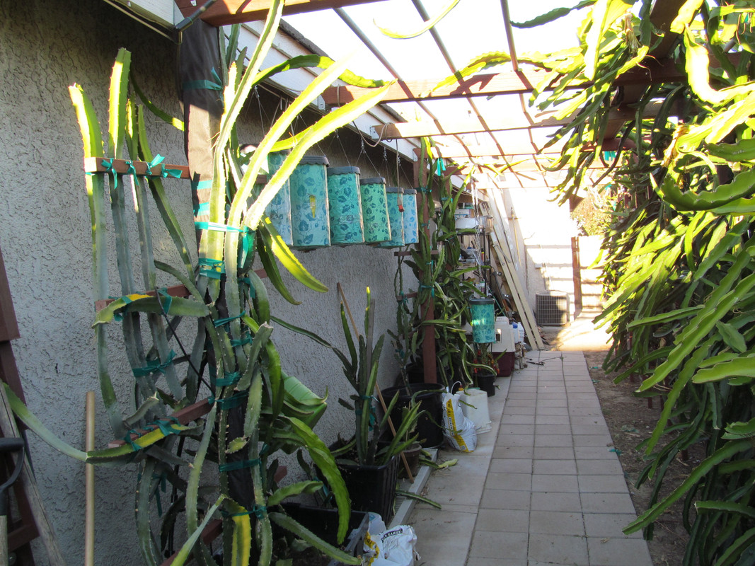 plants 002