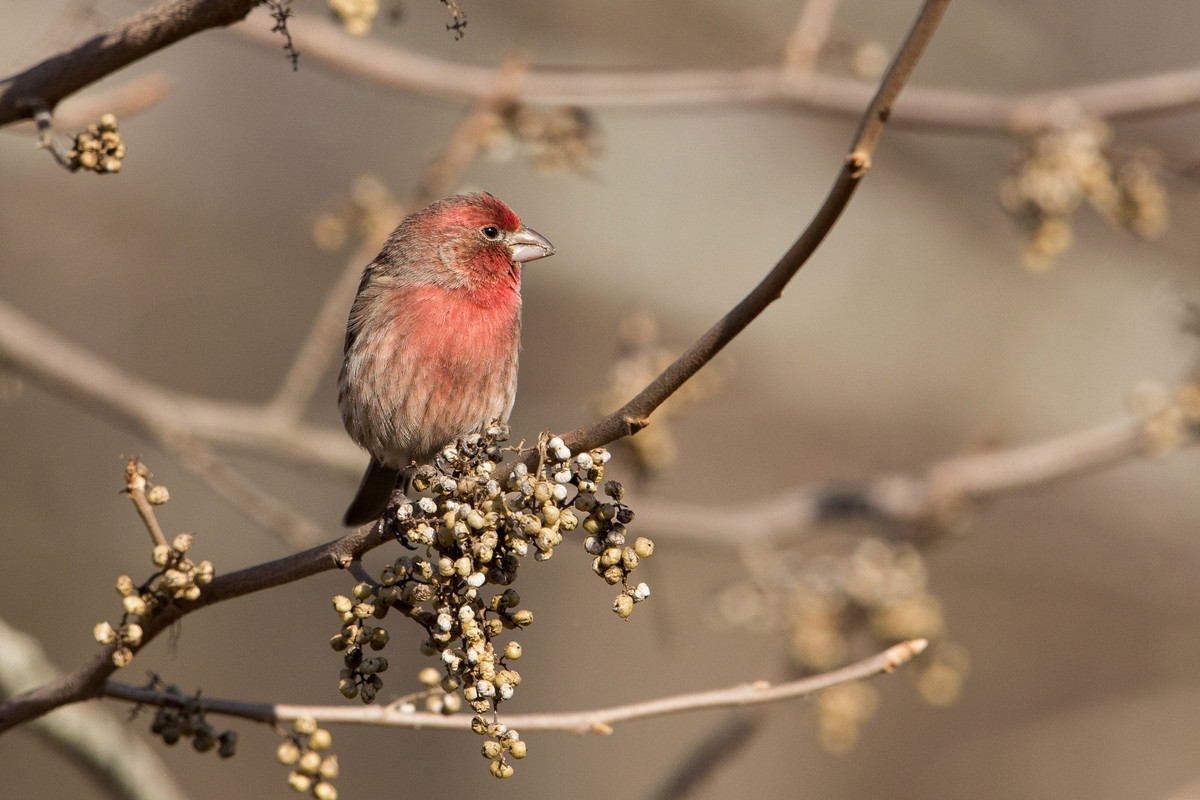 How Many Eggs Do House Finches Lay