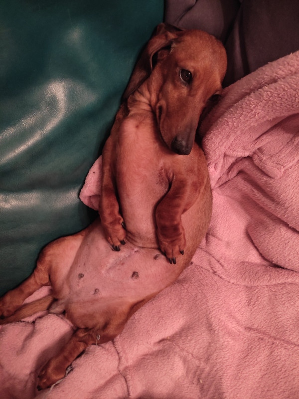 [Image: IMG-20240219-231632.jpg]