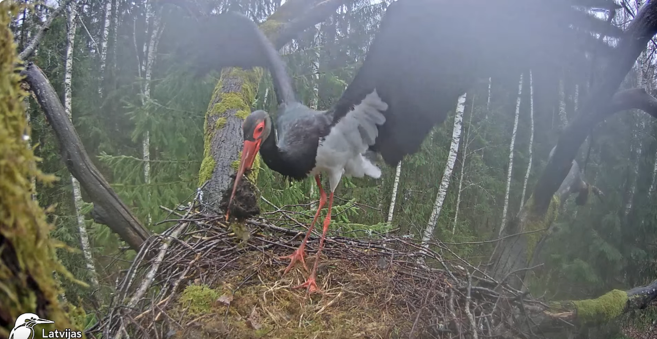 Screenshot 2024-04-03 at 15-19-26 (5) Melnais stārķis (Ciconia nigra) Ogres novadā - LDF tiešraide -