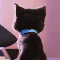 cat-on-coffee.gif