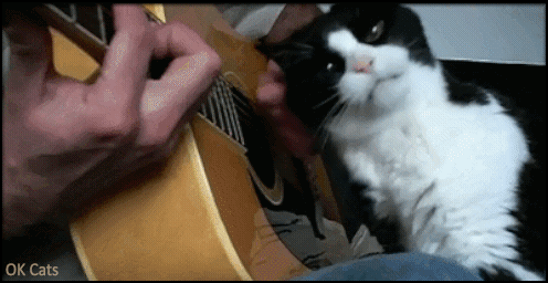 Funny-Cat-GIF-Crazy-cat-likes-to-play-guitar-with-his-hooman-he-s-got-the-purrfect-rhythm-ok-ca.gif