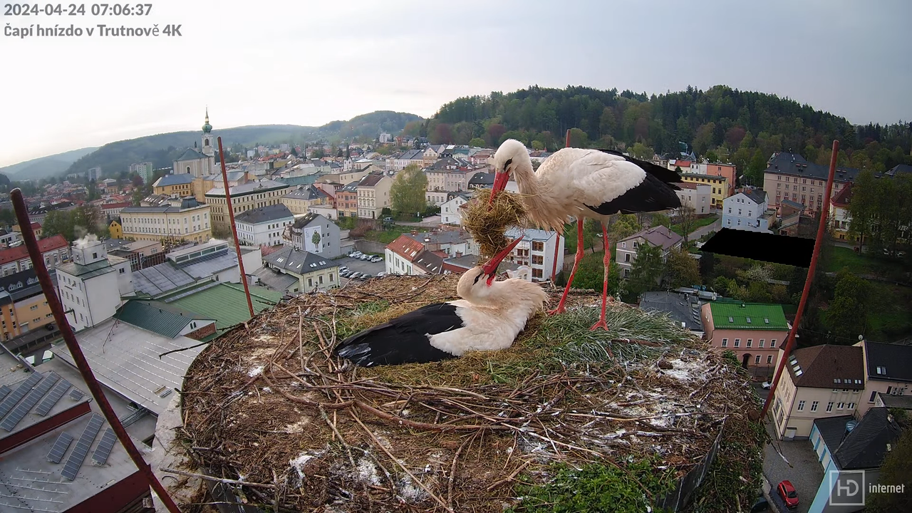 Tiešraidē no stārķa ligzdas uz alus darītavas skursteņa Trutnovā 12-4-47 screenshot (1)