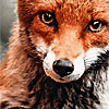 orange-00